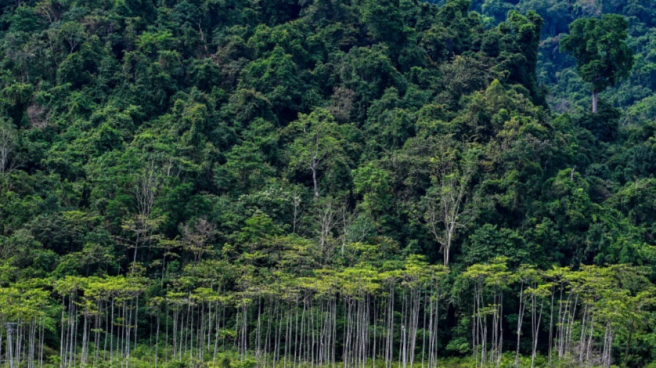 Indonésie: des ONG dénoncent le plan "destructeur" de conversion de millions d'hectares de forêt
