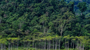 Indonésie: des ONG dénoncent le plan "destructeur" de conversion de millions d'hectares de forêt