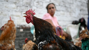 Dinheiro vivo ou escambo: o agitado mercado de animais de El Salvador