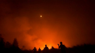 Walking through flames: orangutan rescued in Indonesia fires