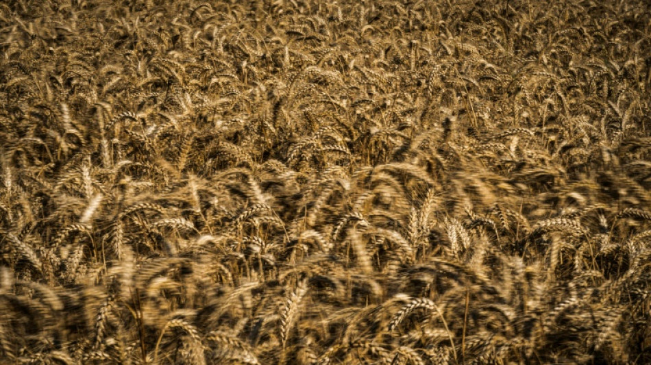 USA und Russland machen sich gegenseitig f&uuml;r schlechte Ern&auml;hrungslage verantwortlich