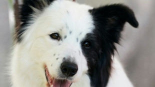 Rare genius dogs learn vocabulary by eavesdropping: study