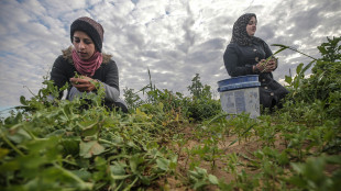 Fao, a Gaza rimasto coltivabile solo l'1,5% del terreno agricolo