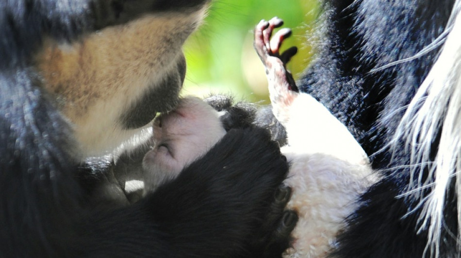 Primeiro beijo pode remontar a 21 milh&otilde;es de anos, dizem cientistas brit&acirc;nicos