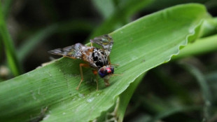 La pollution de l'air, véritable tue-l'amour pour les insectes, selon des chercheurs