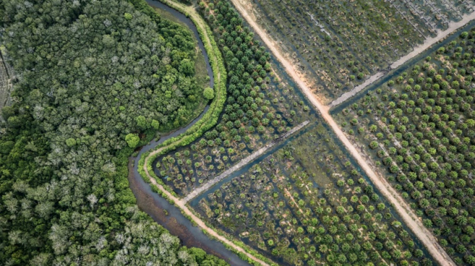 EU states back new delay to anti-deforestation rules