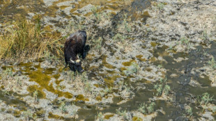 'The marshes are dead': Iraqi buffalo herders wander in search of water