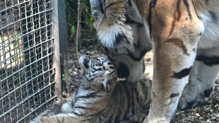 Mutter verweigerte Aufzucht: Zoo Leipzig schläfert drei Tigerjunge ein 