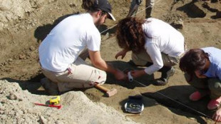 Elefanti macellati nell'Italia preistorica, trovate prove a Roma