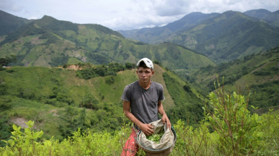 No choice: Colombia's ex-guerrillas revert to coca, crime