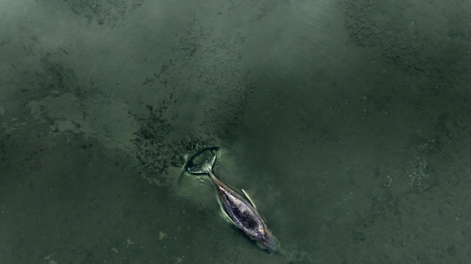 La megattera nel Baltico ancora in agonia, fra le proteste