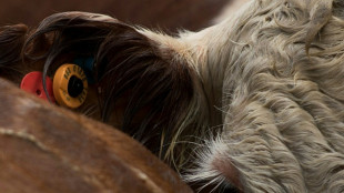 La odisea de las 3.000 vacas uruguayas rechazadas por Turqu&iacute;a llega a Libia