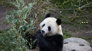 El zoológico de Copenhague apuesta por una nueva estrategia para la reproducción de sus pandas