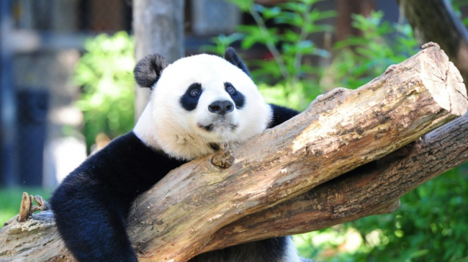 La d&eacute;sinformation sur les pandas attise le sentiment anti-am&eacute;ricain en Chine