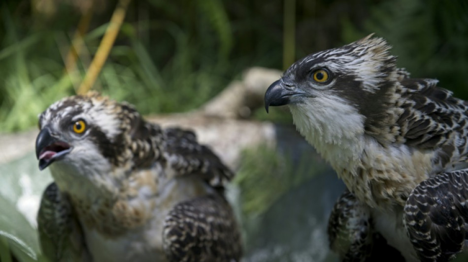 Miles de millones de personas en todo el mundo dependen de las especies silvestres, seg&uacute;n la ONU