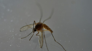 Premier cas autochtone de chikungunya de l'ann&eacute;e en France, en Ile-de-France