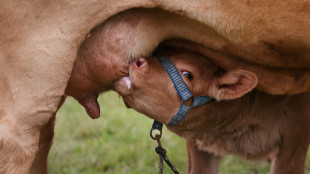 Erzeugerpreise f&uuml;r landwirtschaftliche Produkte im August weiter gestiegen