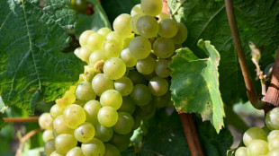 Kurz vor Traubenernte: Diebe räumen zwei Weinberge in Rheinland-Pfalz leer