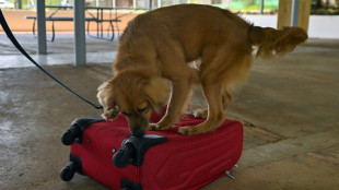 Mili, la perra polizona que "trabaja" en Panam&aacute; tras cruzar el Atl&aacute;ntico 