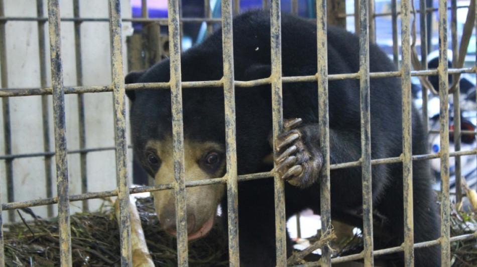 Ours ou humain déguisé? Un zoo chinois forcé de démentir