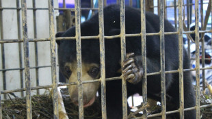 Ours ou humain déguisé? Un zoo chinois forcé de démentir