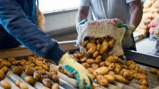 Anbaufläche und Ertrag gestiegen: Größte Kartoffelernte seit 25 Jahren erwartet
