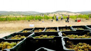 Vendemmia +8%, Italia numero uno al mondo per produzione di vino
