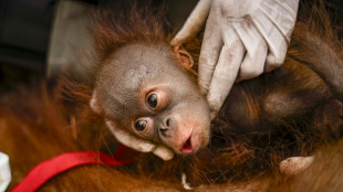Indonesia rescues six orangutans from fires in a week