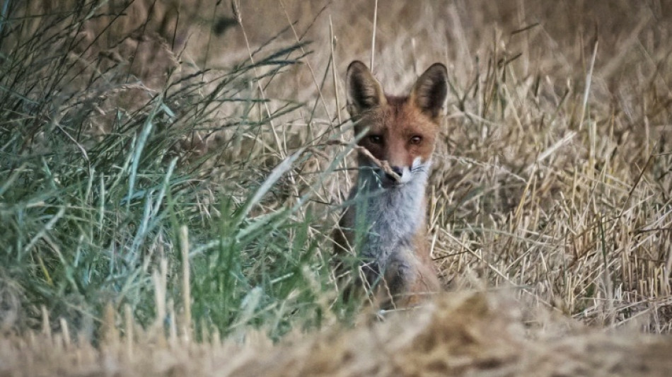 Une ONG met en demeure l'&Eacute;tat d'arr&ecirc;ter la "destruction massive" des renards