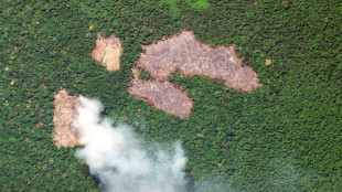 Pay to protect: Brazil pitches new forest fund at COP30