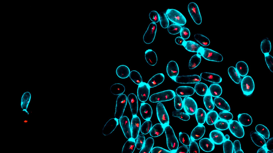 I lieviti nel kefir riportano equilibrio nel microbiota