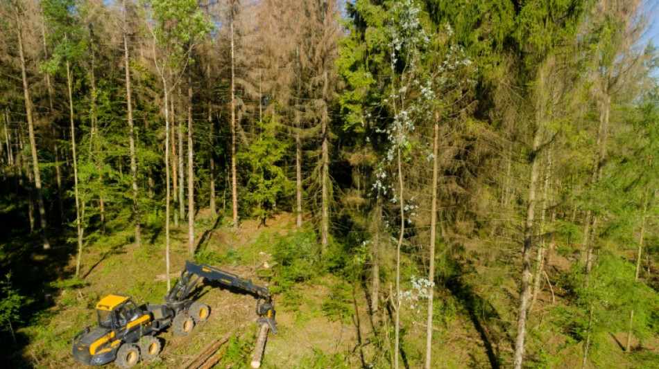 La "mine d'or" d'une commune foresti&egrave;re &agrave; l'&eacute;preuve du changement climatique