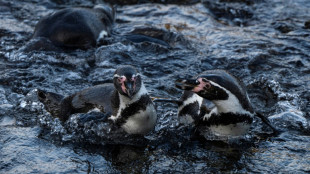 Punta San Juan, una evidencia del declive de la fauna costera en Perú