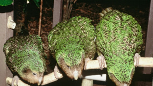 New Zealand's rare flightless parrot begins breeding again