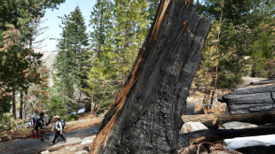 Una compañía eléctrica deberá pagar 82,5 millones de dólares por un incendio forestal en California