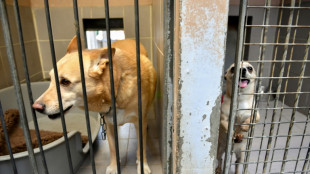 Tierschutzbund beklagt "dramatische Überfüllung" der Tierheime nach Corona-Pandemie