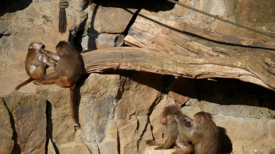 Un zoológico alemán abate a varios babuinos pese a protesta de activistas