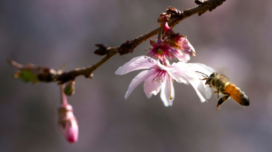Zulassung von Unkrautvernichtern darf nicht automatisch befristet verl&auml;ngert werden