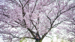 Le co&ucirc;t des pique-niques sous les cerisiers en fleurs au Japon a augment&eacute; de 25% depuis 2020, selon un &eacute;conomiste