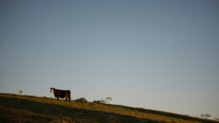 Deuxi&egrave;me cas humain de grippe aviaire li&eacute; &agrave; une &eacute;pid&eacute;mie chez les vaches aux Etats-Unis