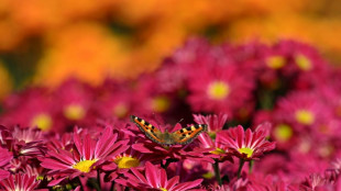 Dunkler Wiesenknopf-Ameisenbl&auml;uling ist Schmetterling des Jahres 2026