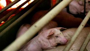 China impondr&aacute; aranceles antidumping al porcino de la UE durante 5 a&ntilde;os