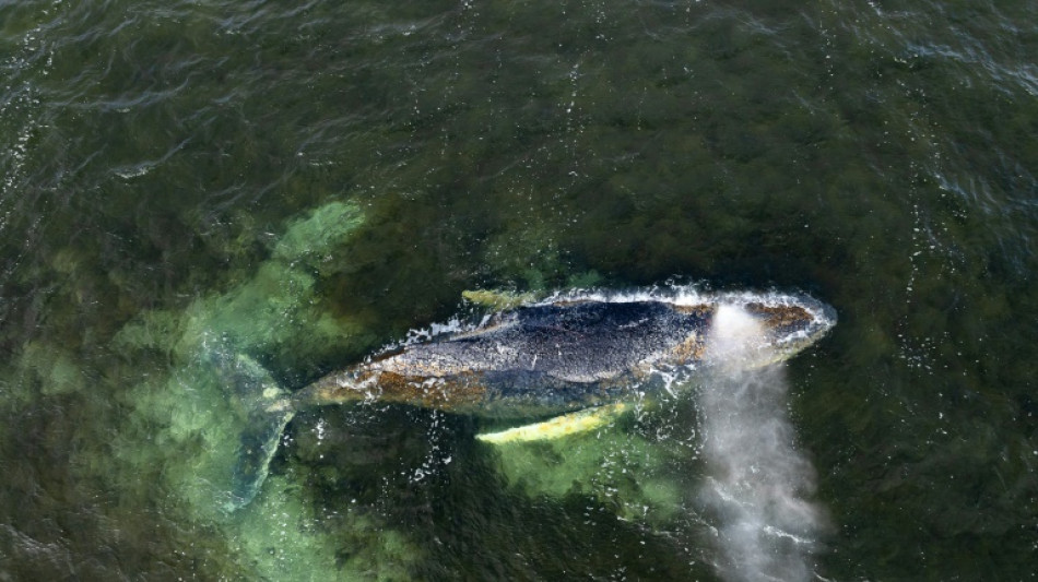 German whale saga continues as struggling animal beached again