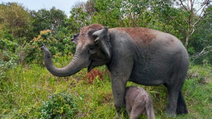 Indon&eacute;sie: naissance d'un &eacute;l&eacute;phant de Sumatra, esp&egrave;ce menac&eacute;e d'extinction