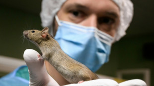 Schweizer stimmen &uuml;ber Verbot von Tierversuchen und Tabakwerbung ab