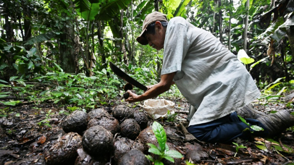 Les noix du Br&eacute;sil, autre victime de la d&eacute;forestation en Bolivie
