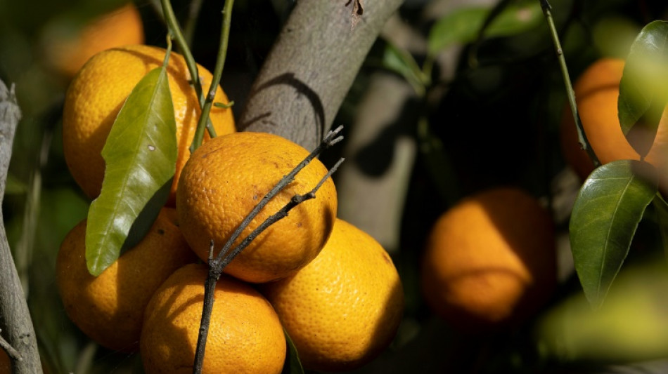 Preis f&uuml;r Orangensaft steigt nach Durchzug von Hurrikan durch Florida stark 