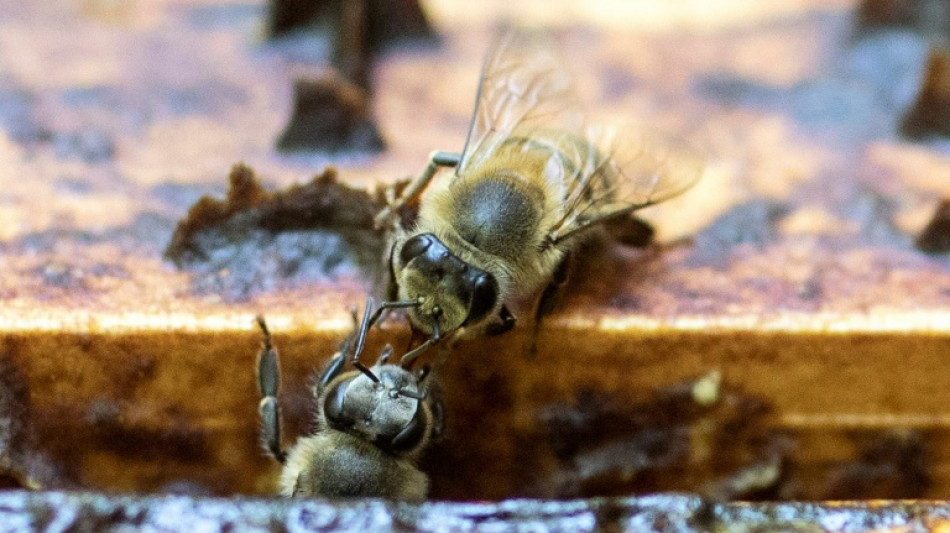 Rwanda bees being wiped out by pesticides