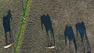 Schleswig-Holstein: Pferd auf Koppel von Drohne in Tod gehetzt