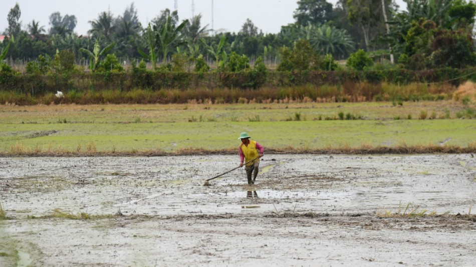 Vietnam: la mont&eacute;e des eaux sal&eacute;es pourrait engendrer pr&egrave;s de 3 milliards de dollars de pertes de r&eacute;coltes par an